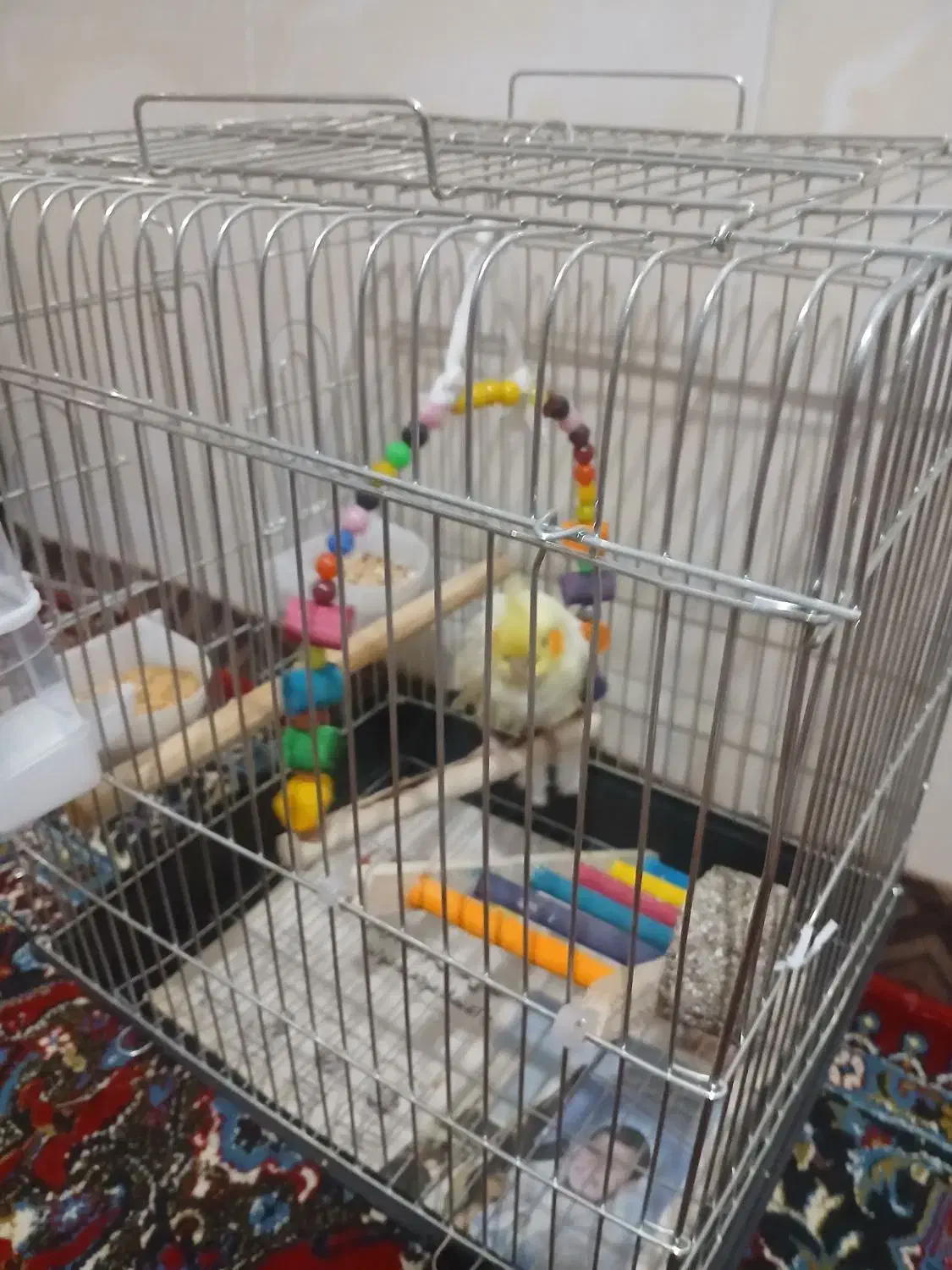 عروس هلندی ۲ ماهه|پرنده|فامنین, |دیوار