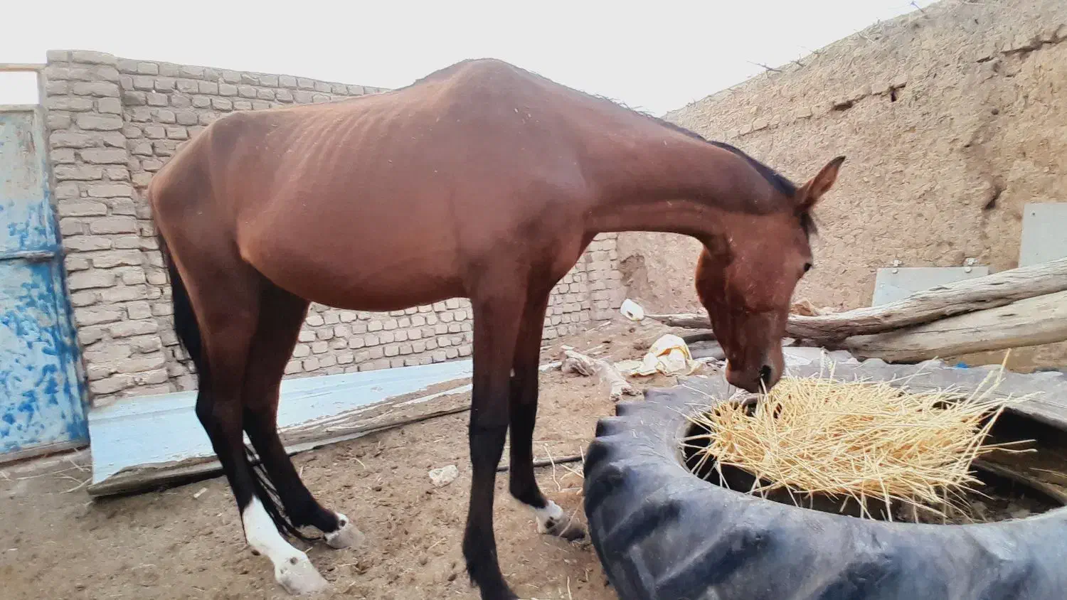 اسب|اسب و تجهیزات اسبسواری|قائن, |دیوار