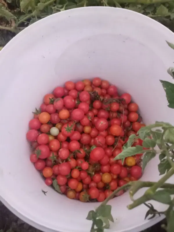 گوجه ریز|خوردنی و آشامیدنی|سنگدوین, |دیوار