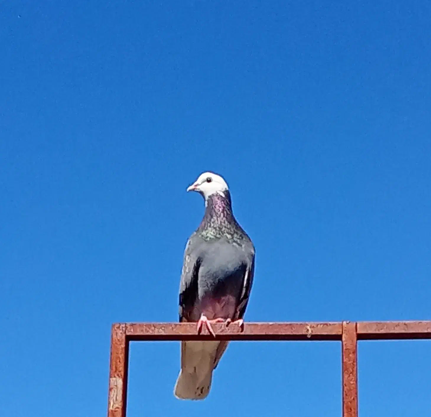 کفتر طوقی|پرنده|بم, |دیوار