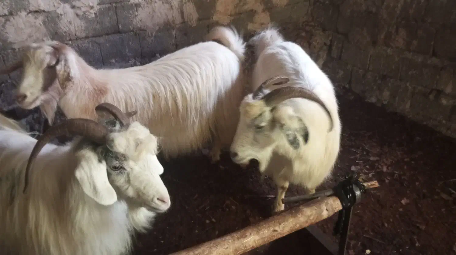 دو عدد بز یکی قصر یکی بابزغاله|حیوانات مزرعه|سلماس, |دیوار