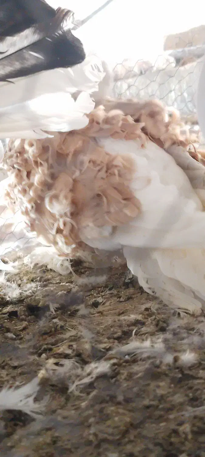 کبوتر جکسون نر و جوجه دم چتری|پرنده|پاکدشت, پاکدشت (مامازند)|دیوار