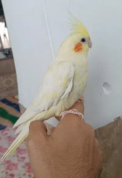 عروس هلندی لوتینو|پرنده|دیواندره, |دیوار