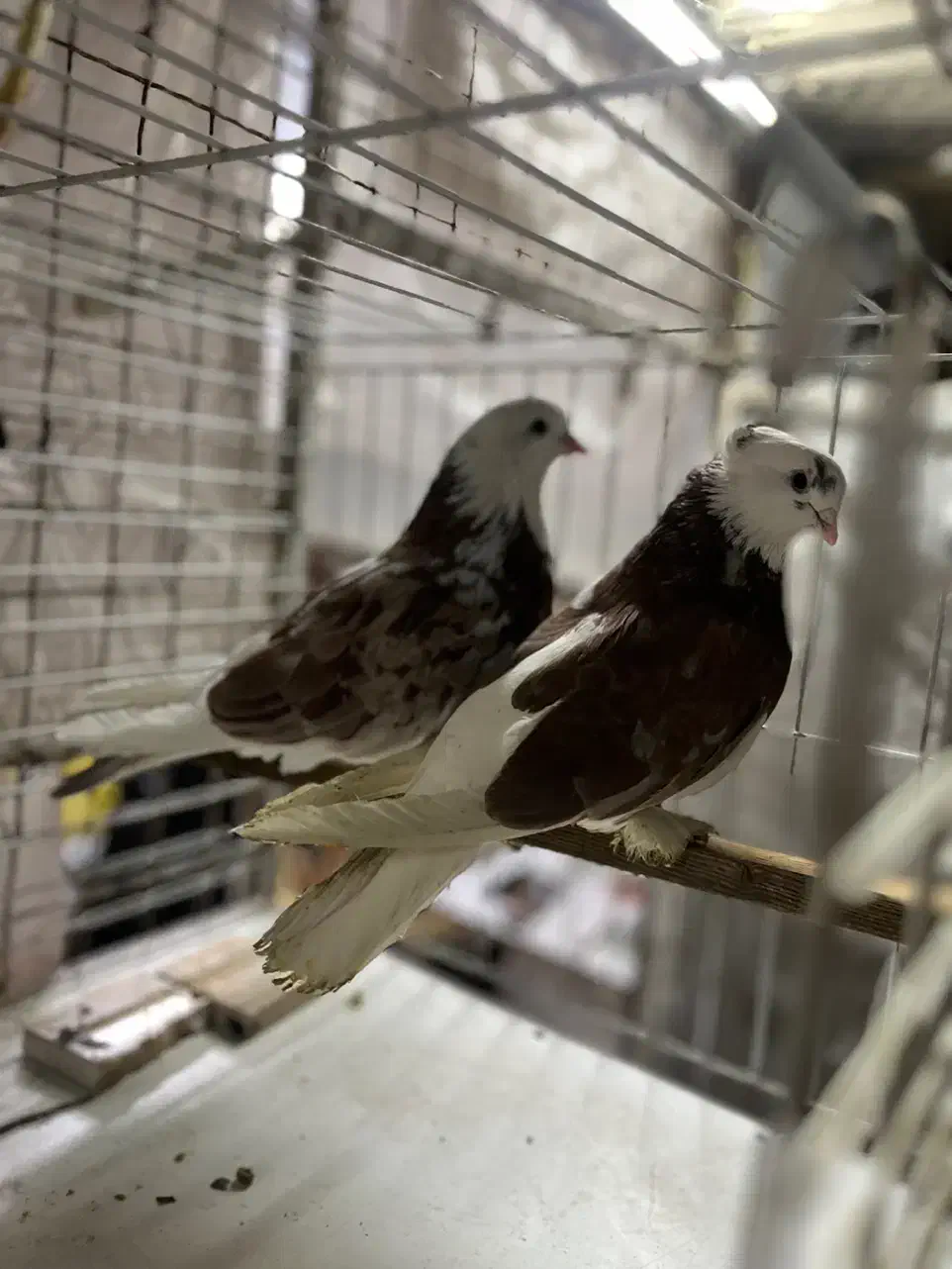 نر و ماده پا چکمه|پرنده|تهران, کوثر|دیوار