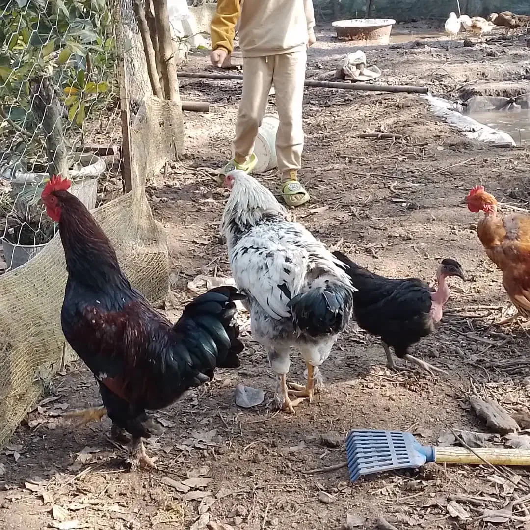 خروس|حیوانات مزرعه|رشت, فرزانه|دیوار