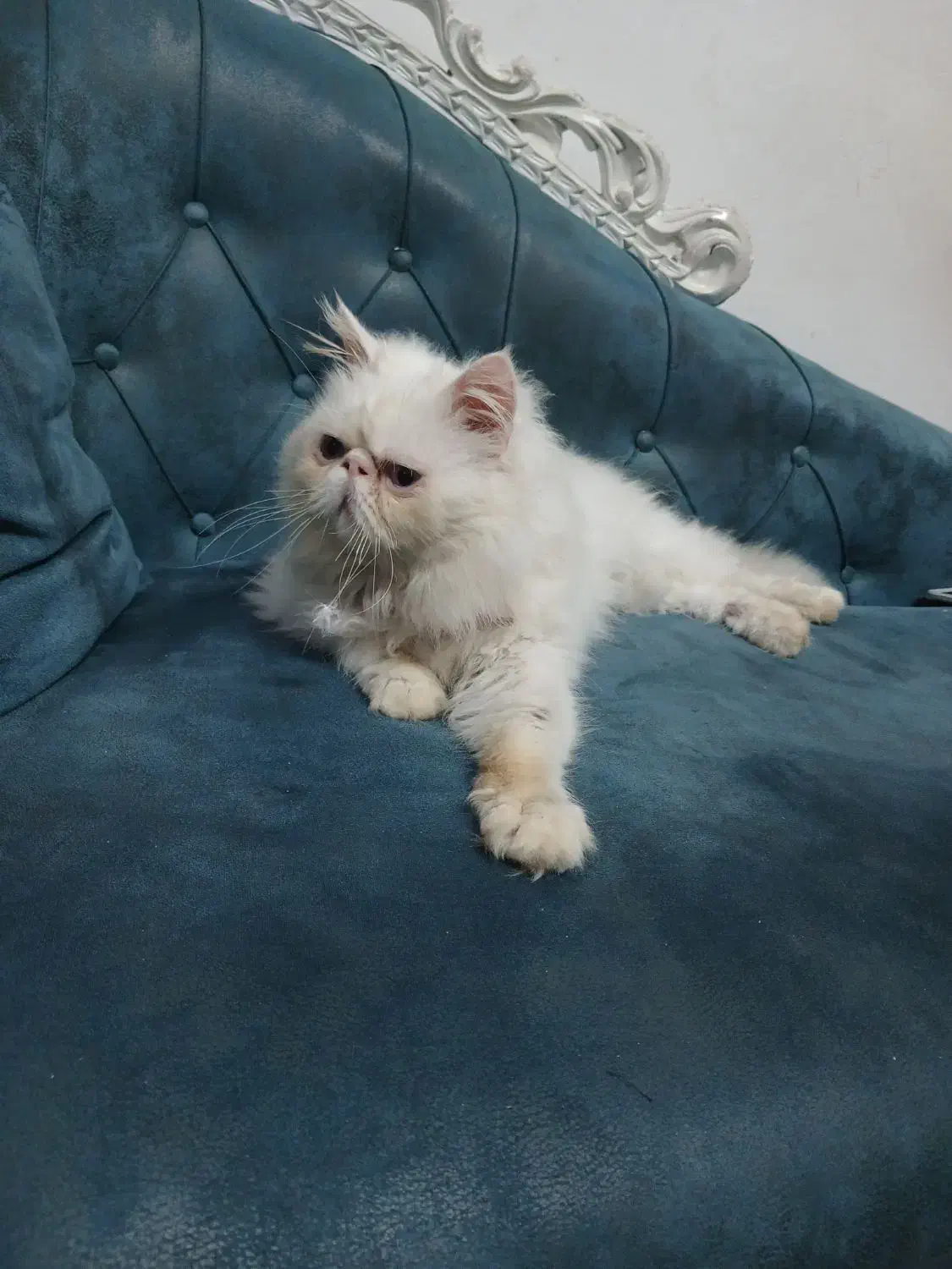 گربه پرشین نر|گربه|کوچصفهان, |دیوار