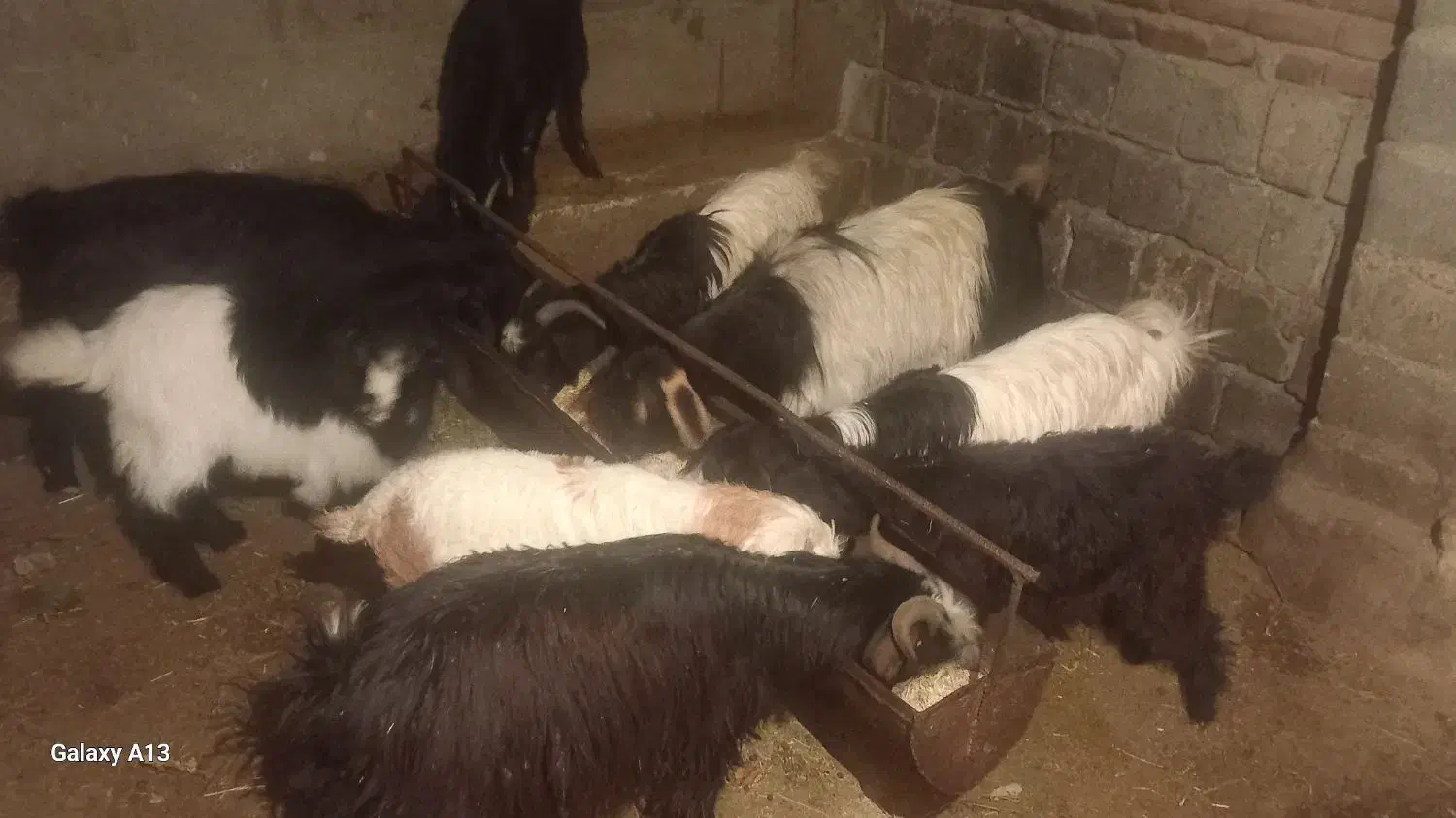 ۹راس|حراج|ملکان, |دیوار