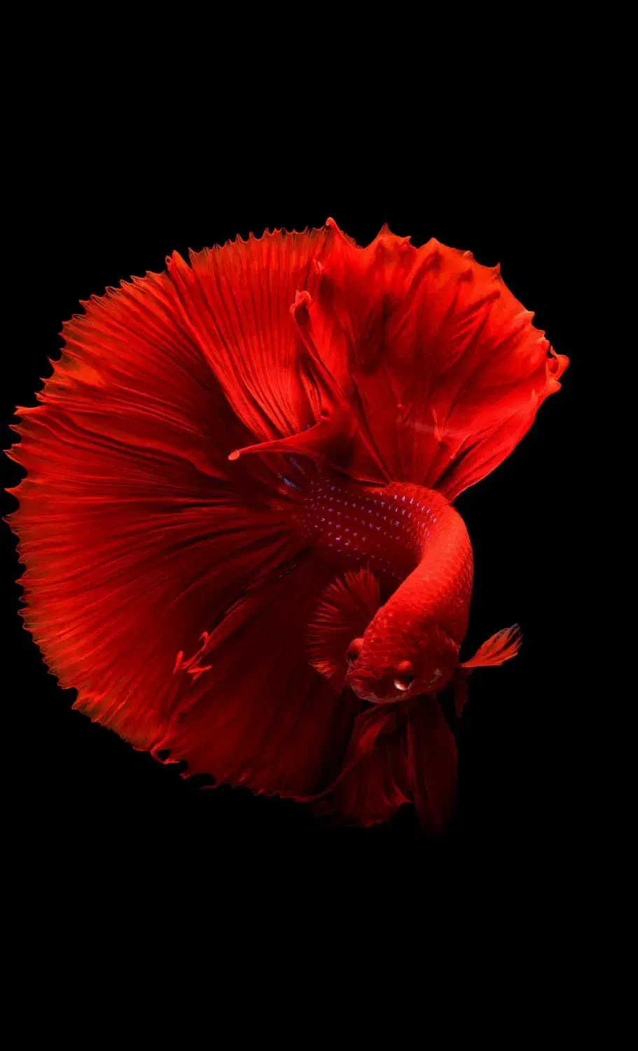 09114020004|سیم‌کارت|نوشهر, |دیوار