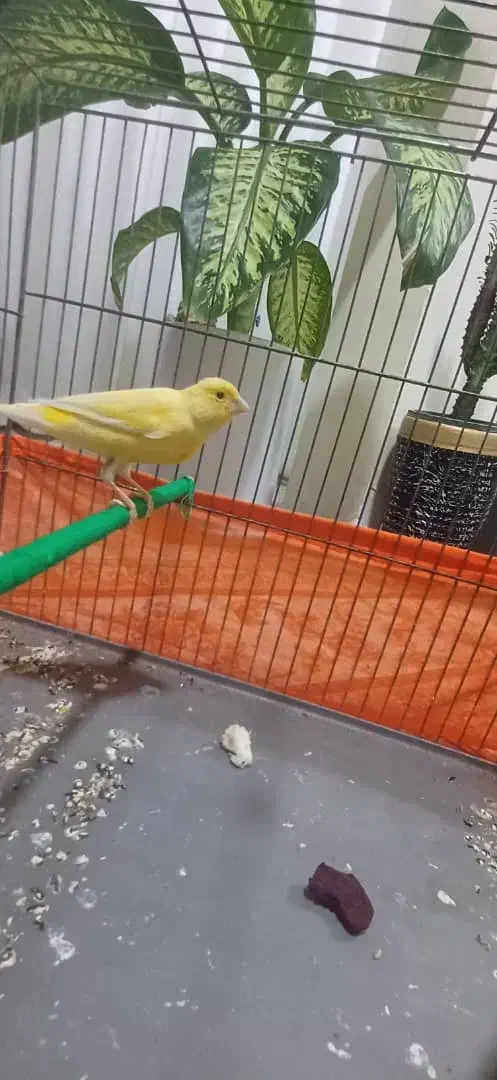 قناری مست مست شلاقی|پرنده|مشکین‌دشت, |دیوار