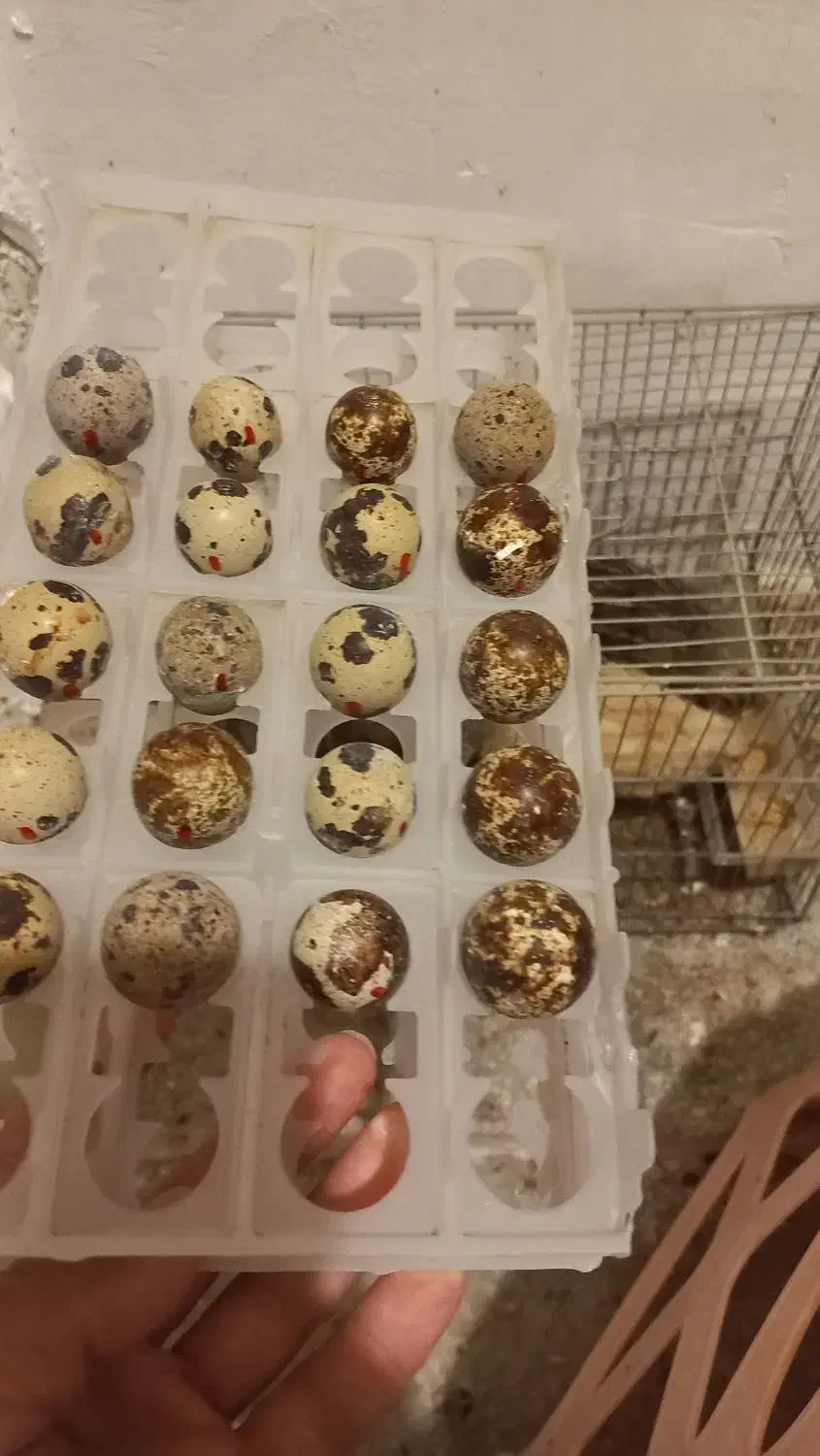 بلدرچین تخمگذار|حیوانات مزرعه|اردبیل, |دیوار