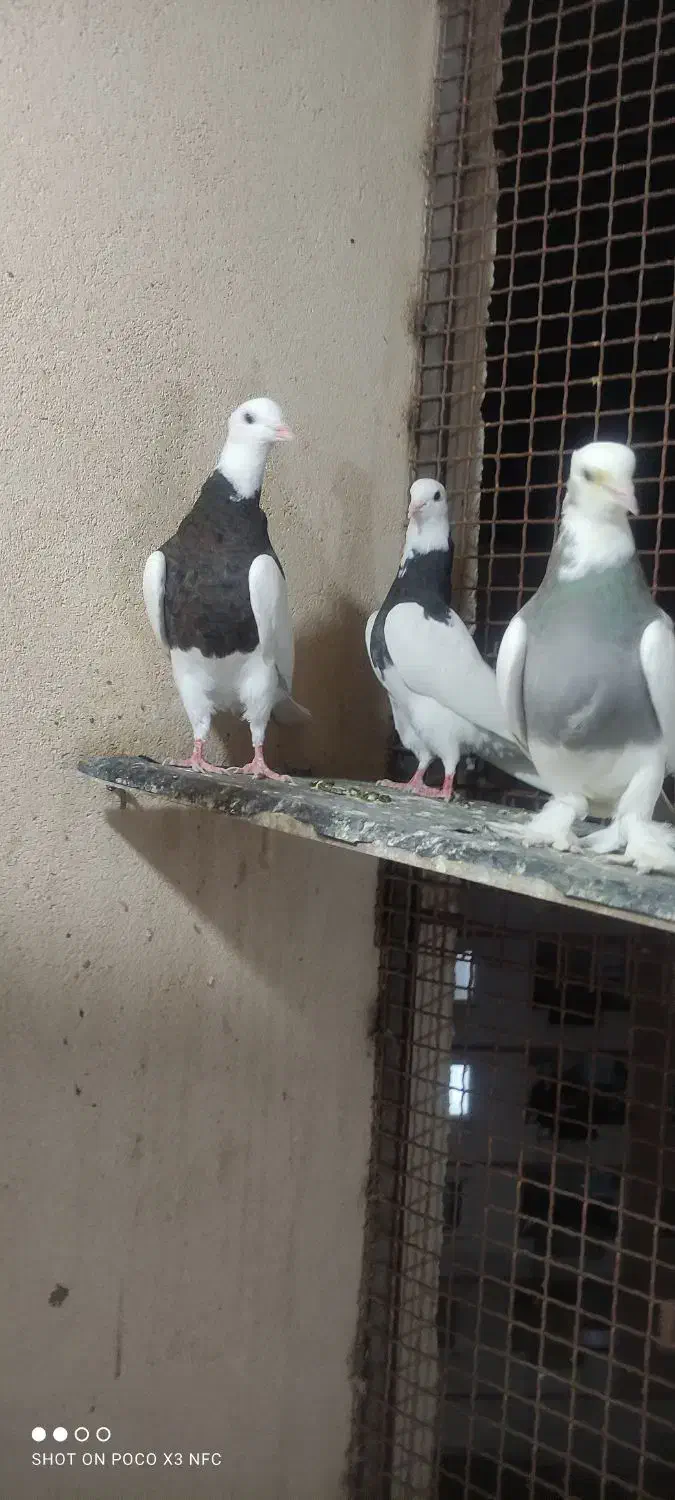 قفس و کفتر جفتی|پرنده|صدرا-فارس, فاز ۱|دیوار