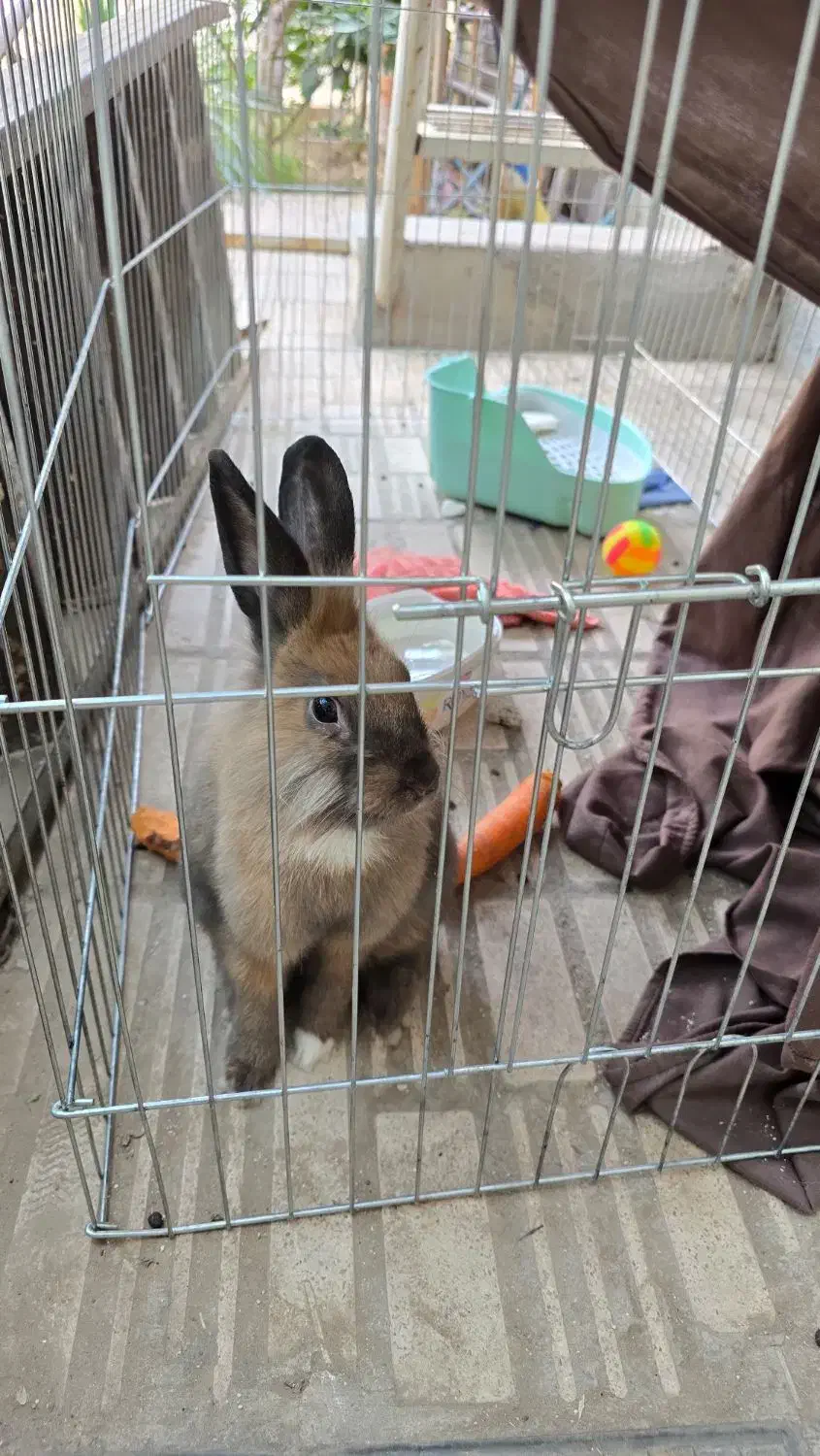 گومبول|موش و خرگوش|کاشان, امیرکبیر|دیوار