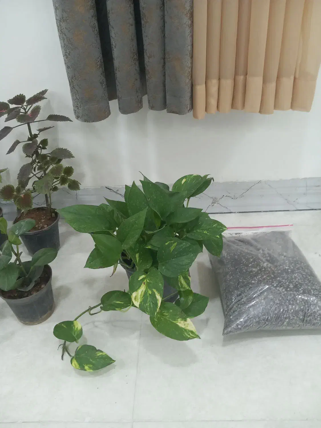 عروسک سبزها|اسباب‌بازی بچه|بندر کنگان, |دیوار