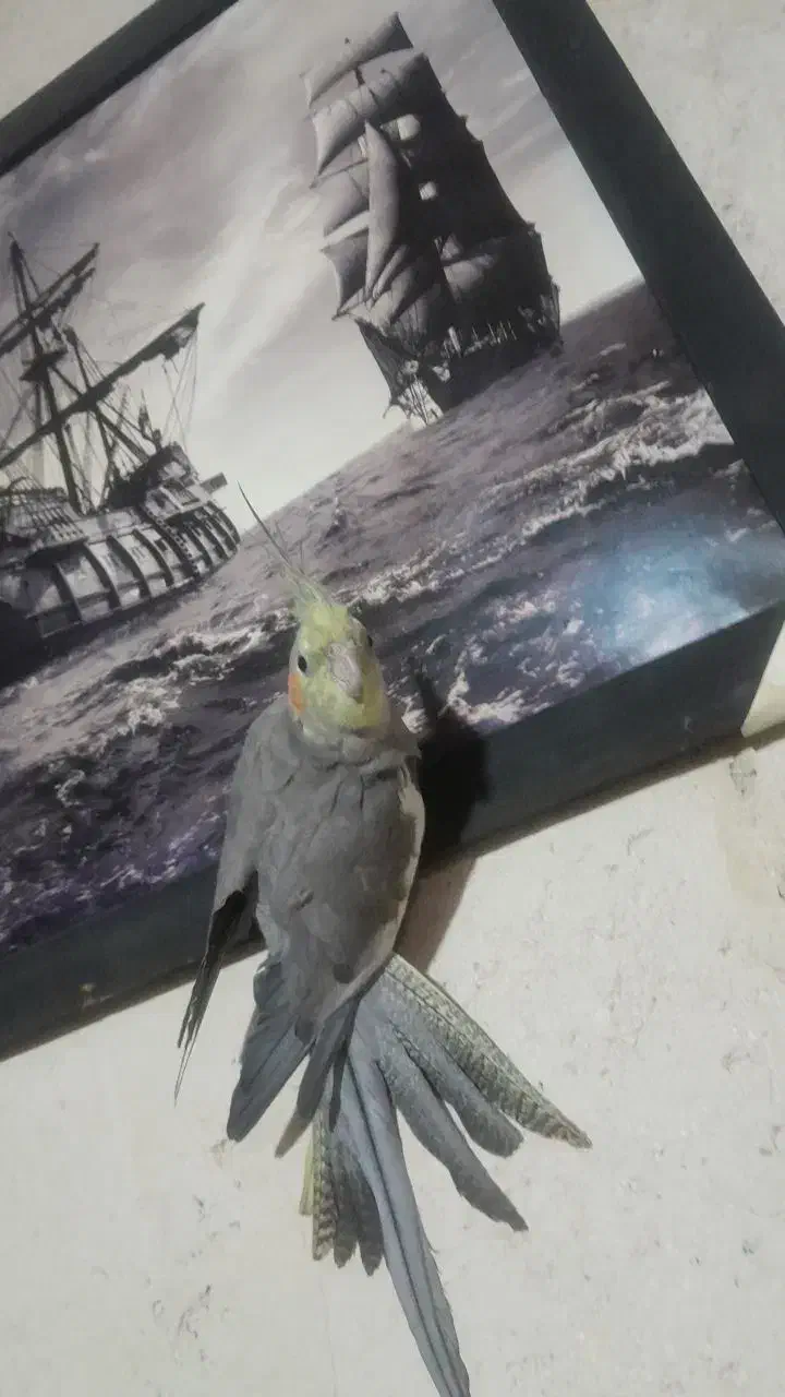 گم شده در سروتاوه|حیوانات|یاسوج, |دیوار