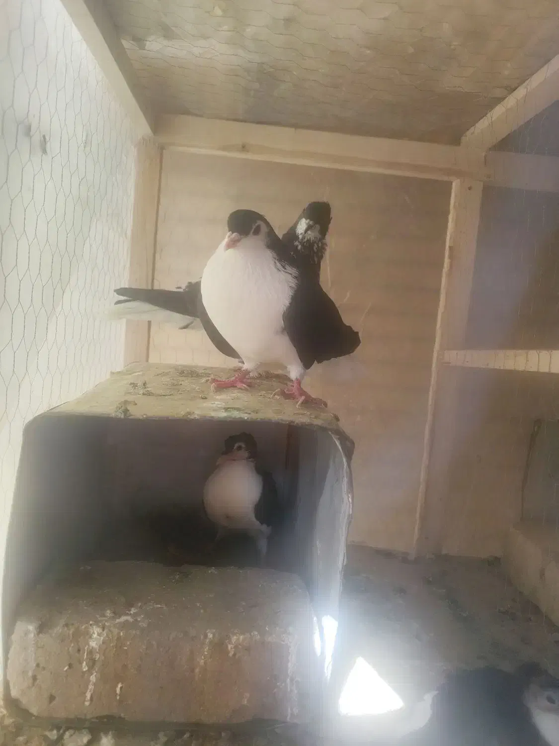 خوشرنگ|پرنده|فولادشهر, B7|دیوار