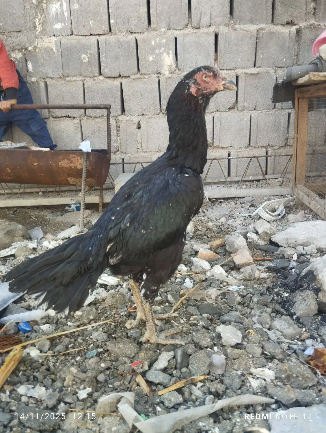 فروش مرغ نجات دار و زات خوب|حیوانات مزرعه|چاه ورز, |دیوار