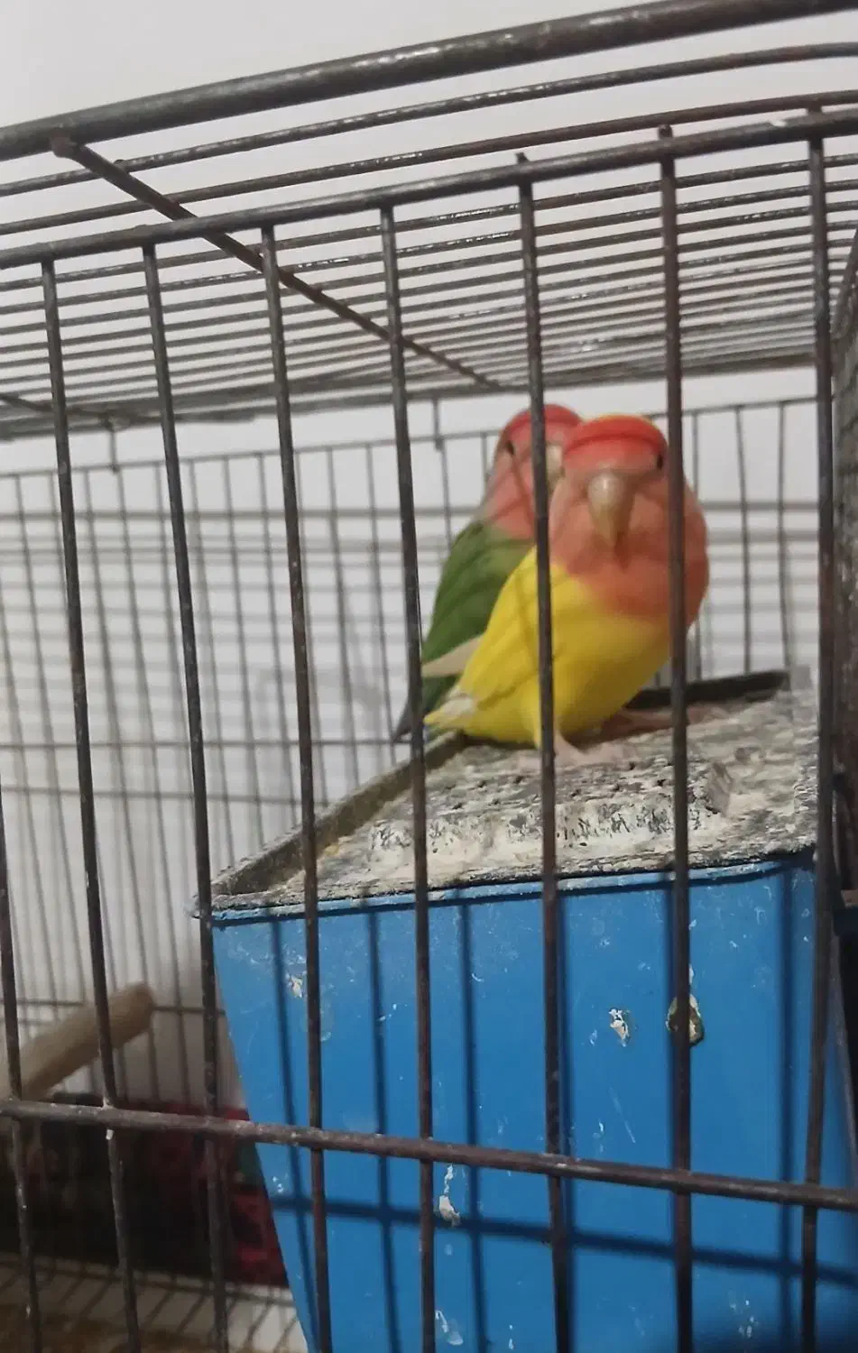 یک جفت طوطی برزیلی|پرنده|سجاس رود, |دیوار