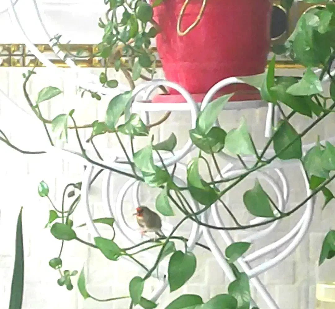 سهره نر|پرنده|کرمان, |دیوار