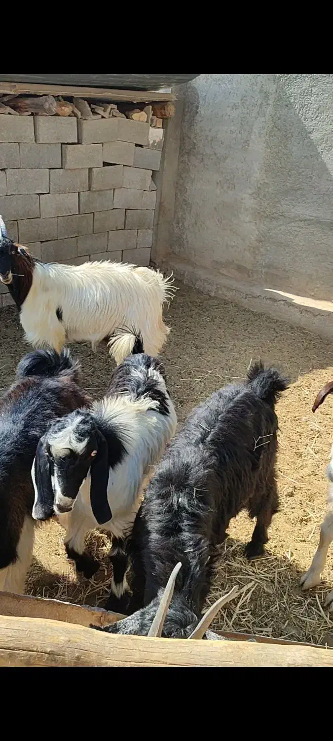 معاوضه|حیوانات مزرعه|شیراز, علی آباد|دیوار