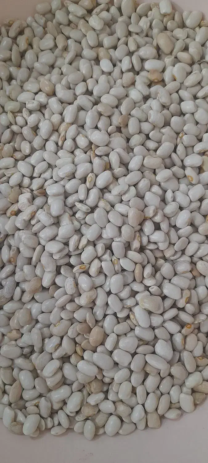 لوبیا سفید|خوردنی و آشامیدنی|فولادشهر, مسکن مهر فولادشهر|دیوار