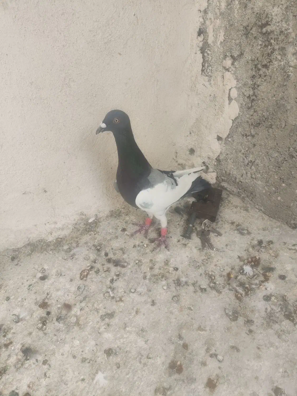 کفتر|پرنده|شیراز, جرسقان|دیوار