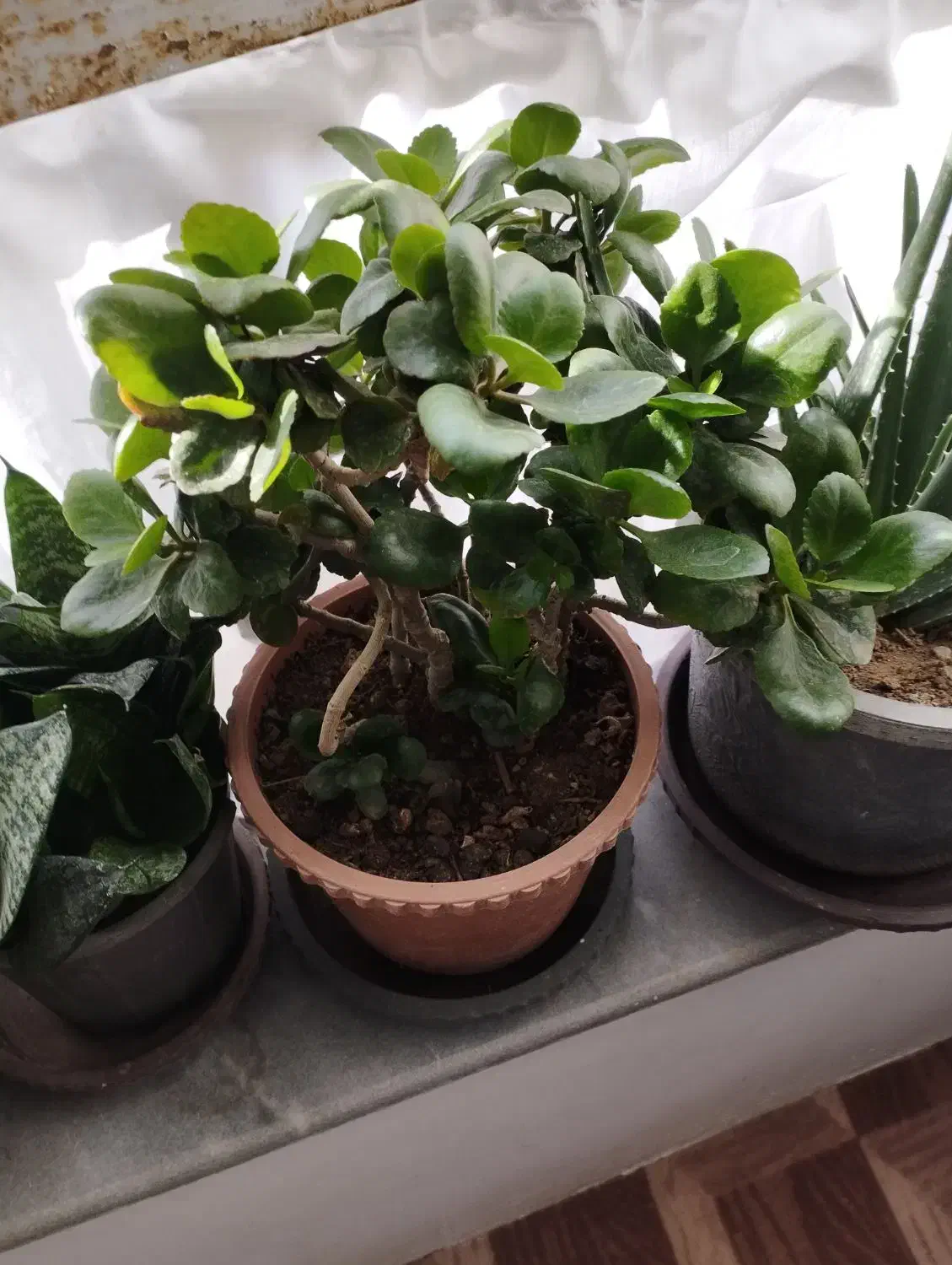 گل طبیعی|گل و گیاه طبیعی|مرند, |دیوار