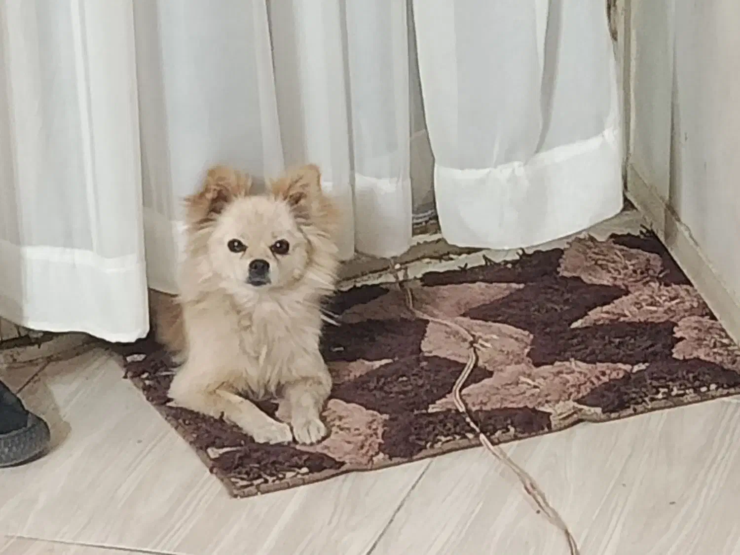 پامرانین خرسی عروسکی|سگ|نیشابور, شهرک رسولی|دیوار