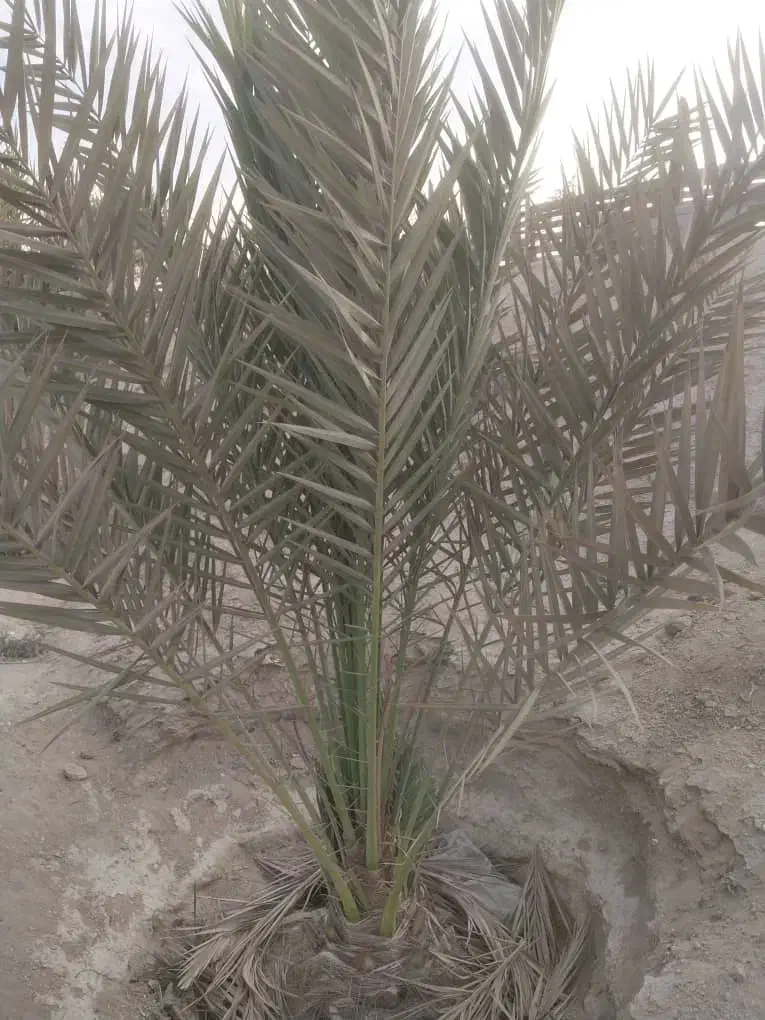 فروش یک عدد نخل سلونی|گل و گیاه طبیعی|قشم, |دیوار