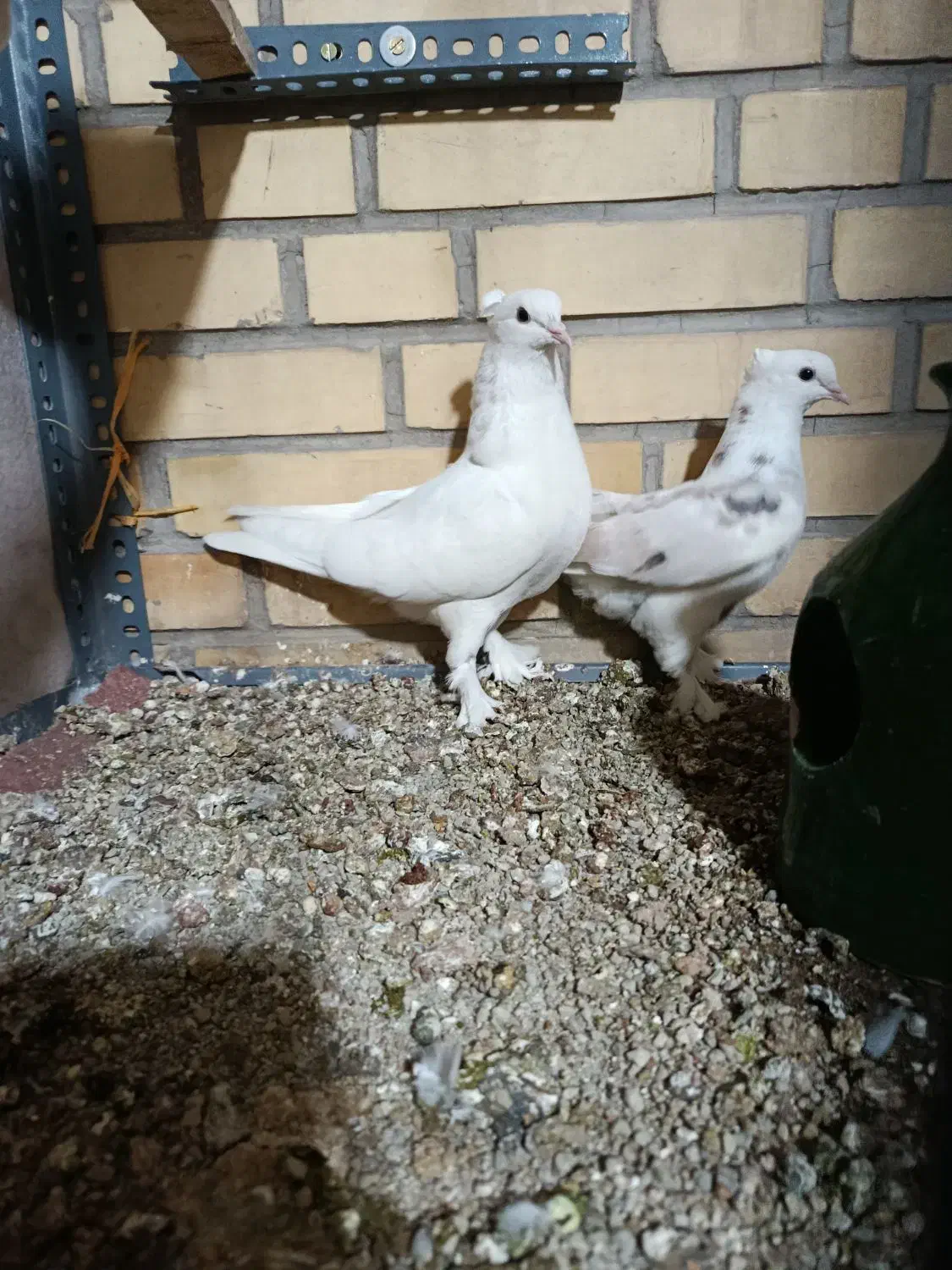 جوجه شازده سرور (سهره) عروس هلندی|پرنده|اسلامشهر, صادقیه|دیوار