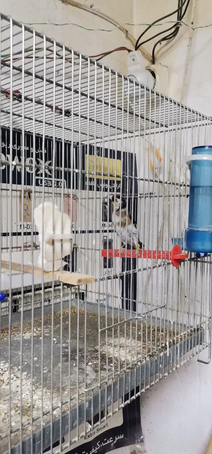 سهره زاده قفس|پرنده|جوانرود, |دیوار