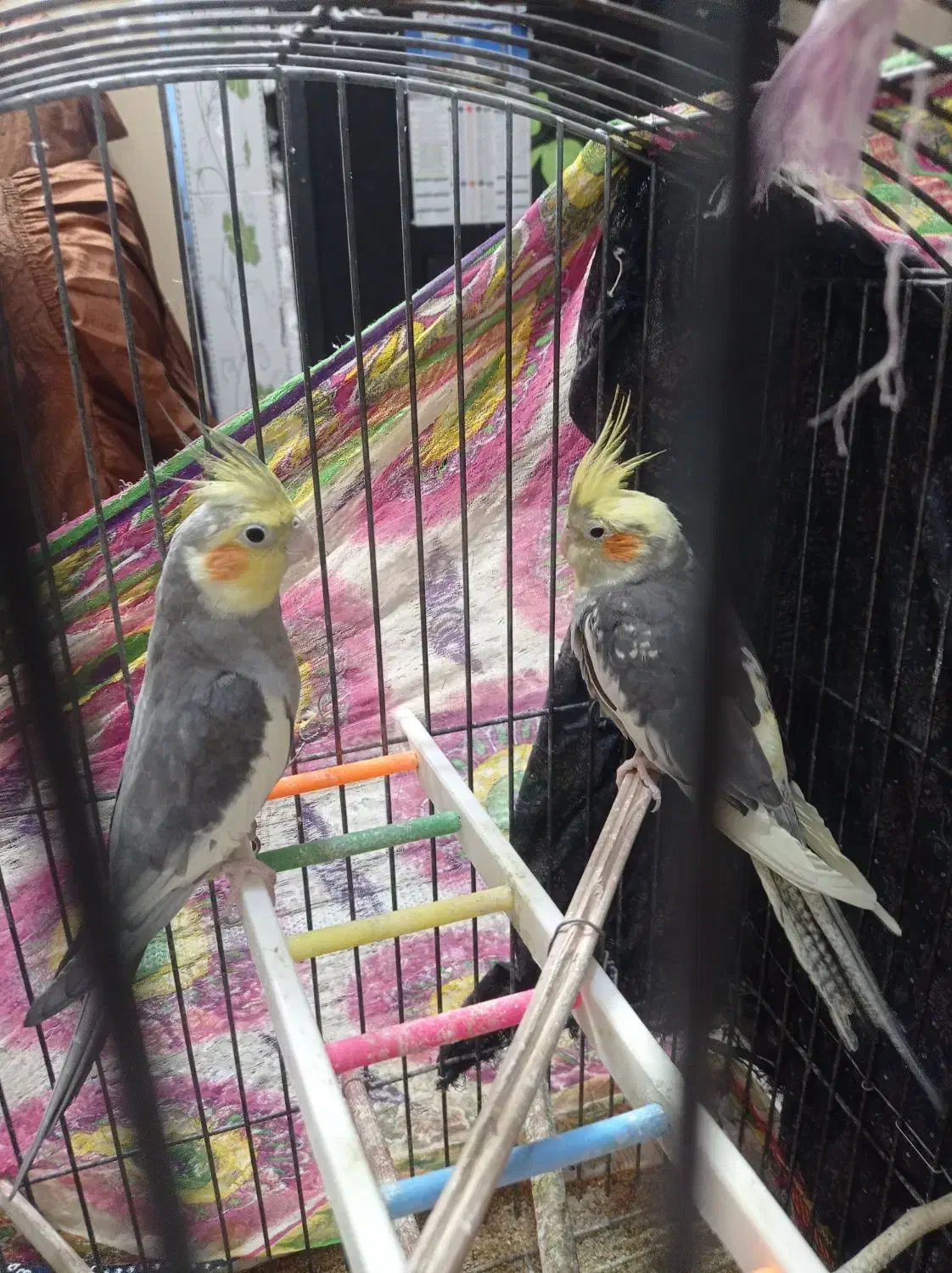 یک جفت عروس هلندی عتیقه|پرنده|ایرانشهر, |دیوار