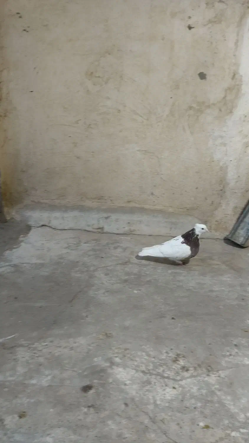 کبوتر طوقی|پرنده|خمینی‌شهر, |دیوار