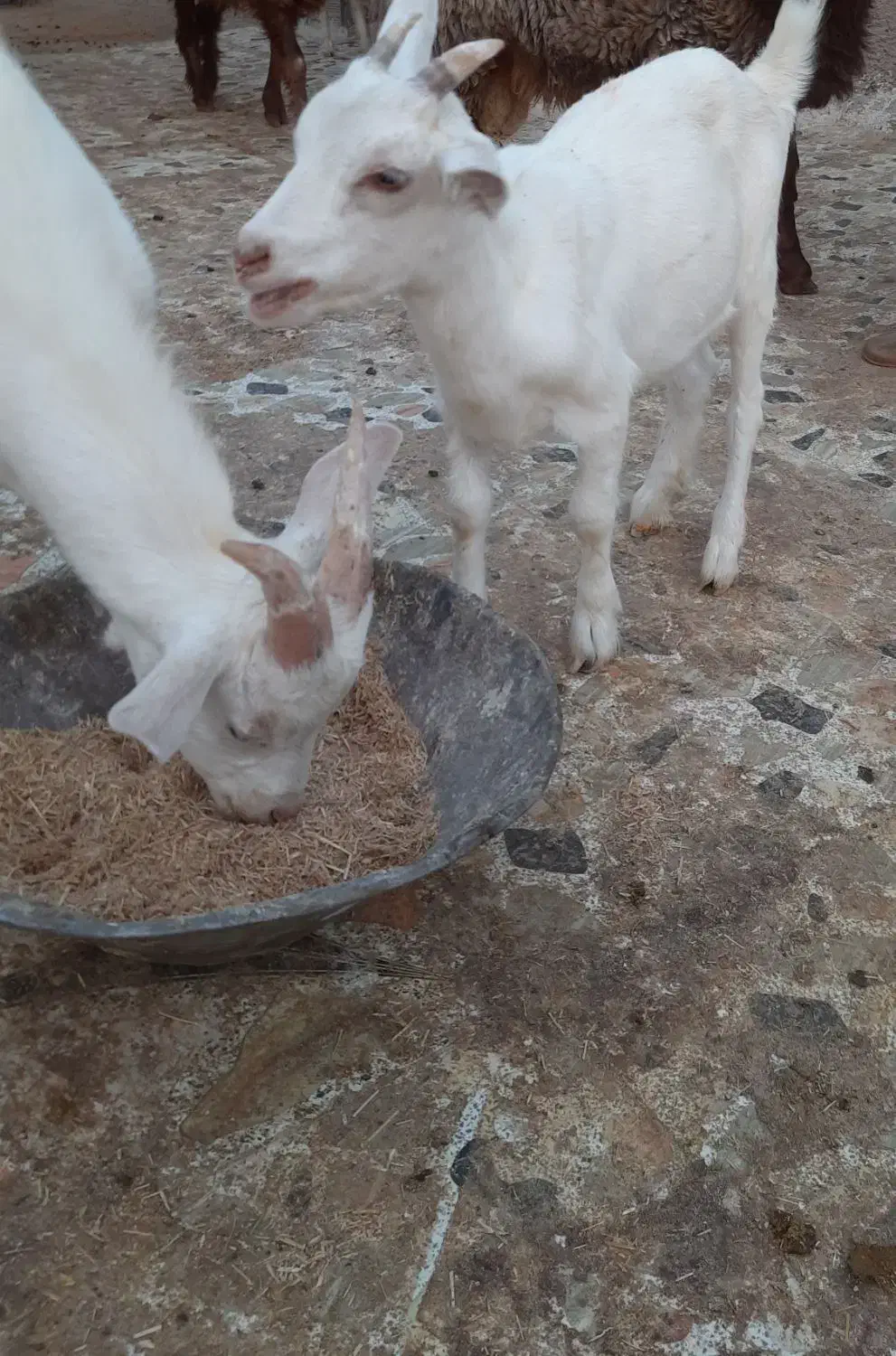 جک گوسفندی|حیوانات مزرعه|بیرجند, |دیوار