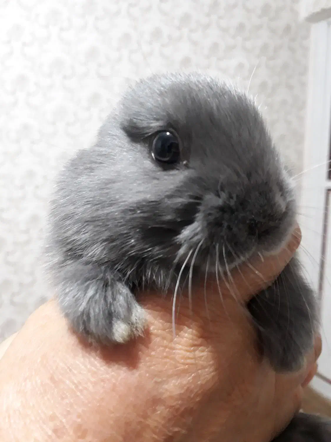 خرگوش نژاد دار|موش و خرگوش|قرچک, میرزائی شمالی|دیوار