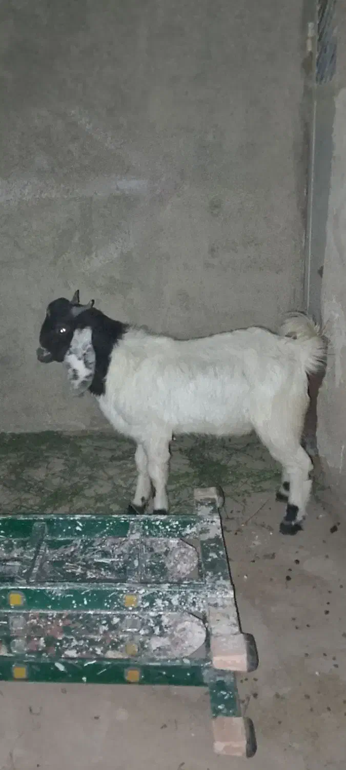 گوسفند کاموری|حیوانات مزرعه|ایرانشهر, |دیوار