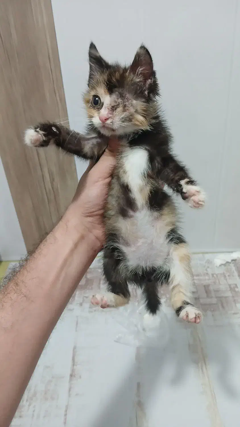 واگذاری گربه|گربه|لاهیجان, قیام|دیوار