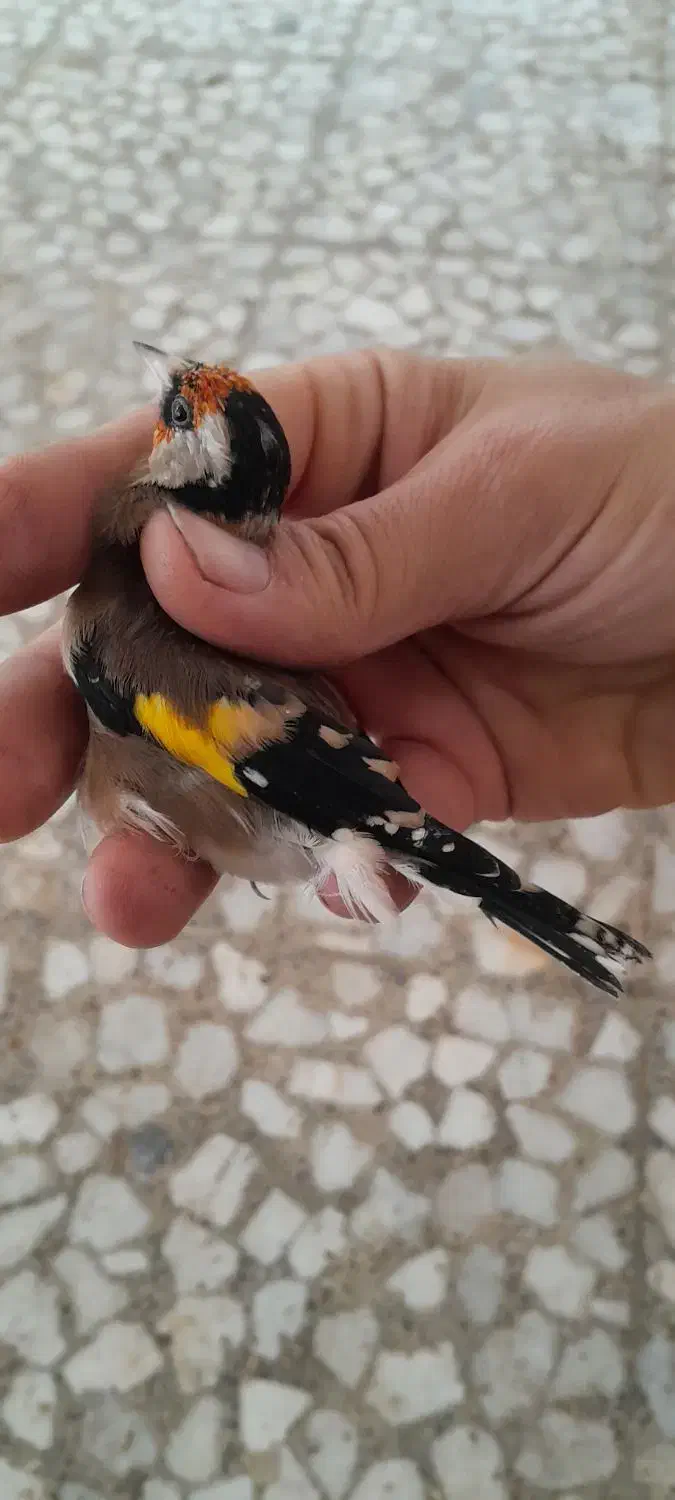 تعدادی سهره کهنه قفس|پرنده|ساری, |دیوار