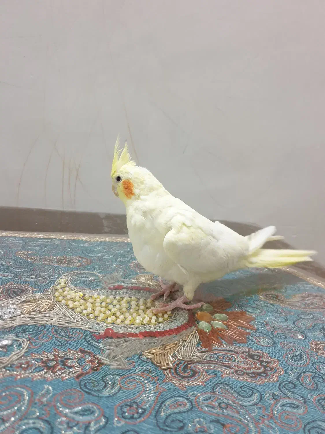 عروس هلندی ماده|پرنده|سراب, |دیوار