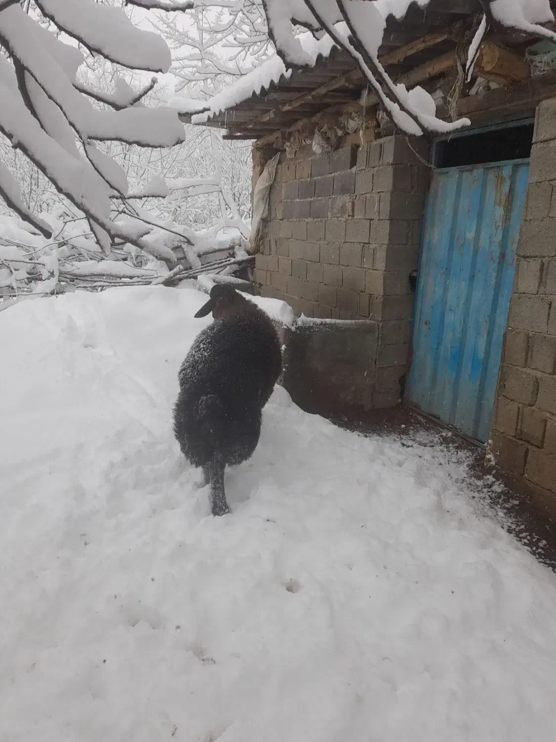 مصطفی لو|حیوانات مزرعه|مینودشت, |دیوار