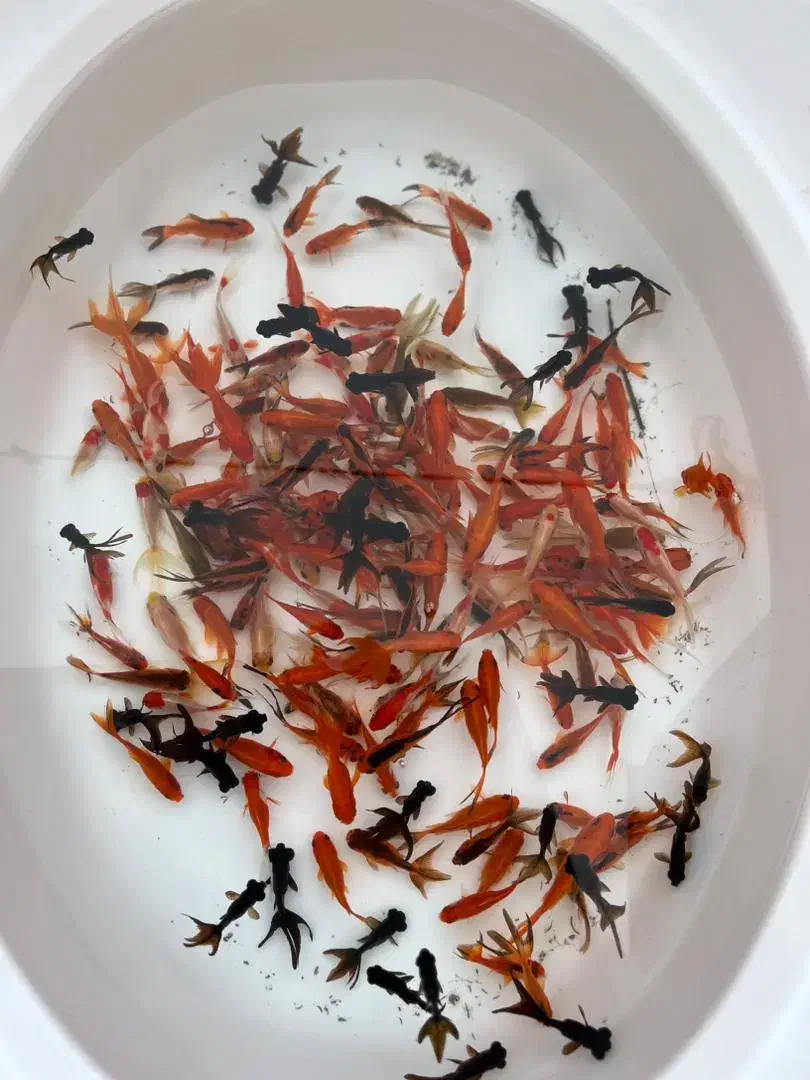 انواع ماهی قرمز ارسال  به سرتاسر کشور|ماهی|رودبنه, |دیوار