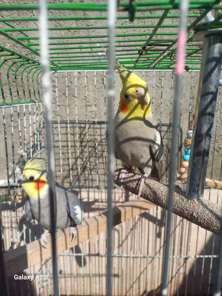 دو عدد عروس هلندی هر دو نر هستن بسیار بازیگوش|پرنده|بهارستان, |دیوار