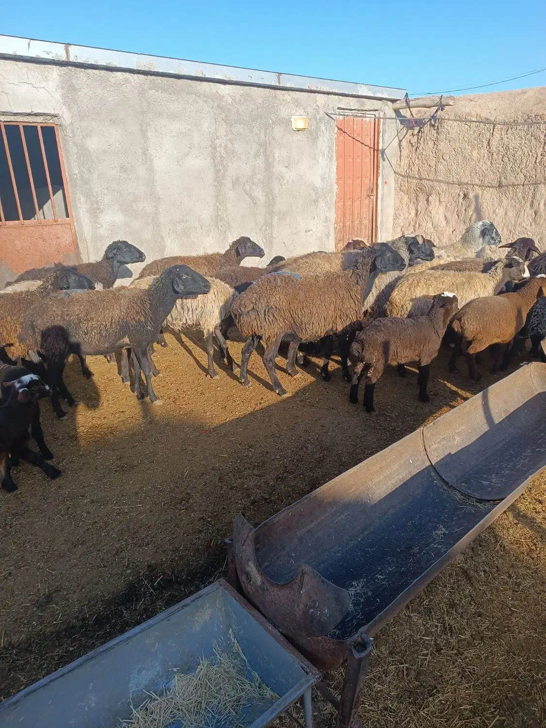 فروش میش|حیوانات مزرعه|بشاریات, |دیوار