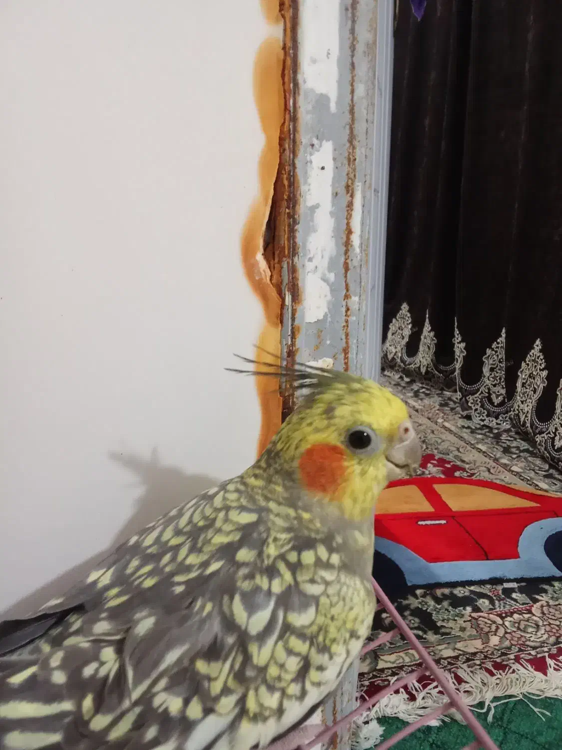 عروس هلندی نر و ماده با قفس|پرنده|شاندرمن, |دیوار