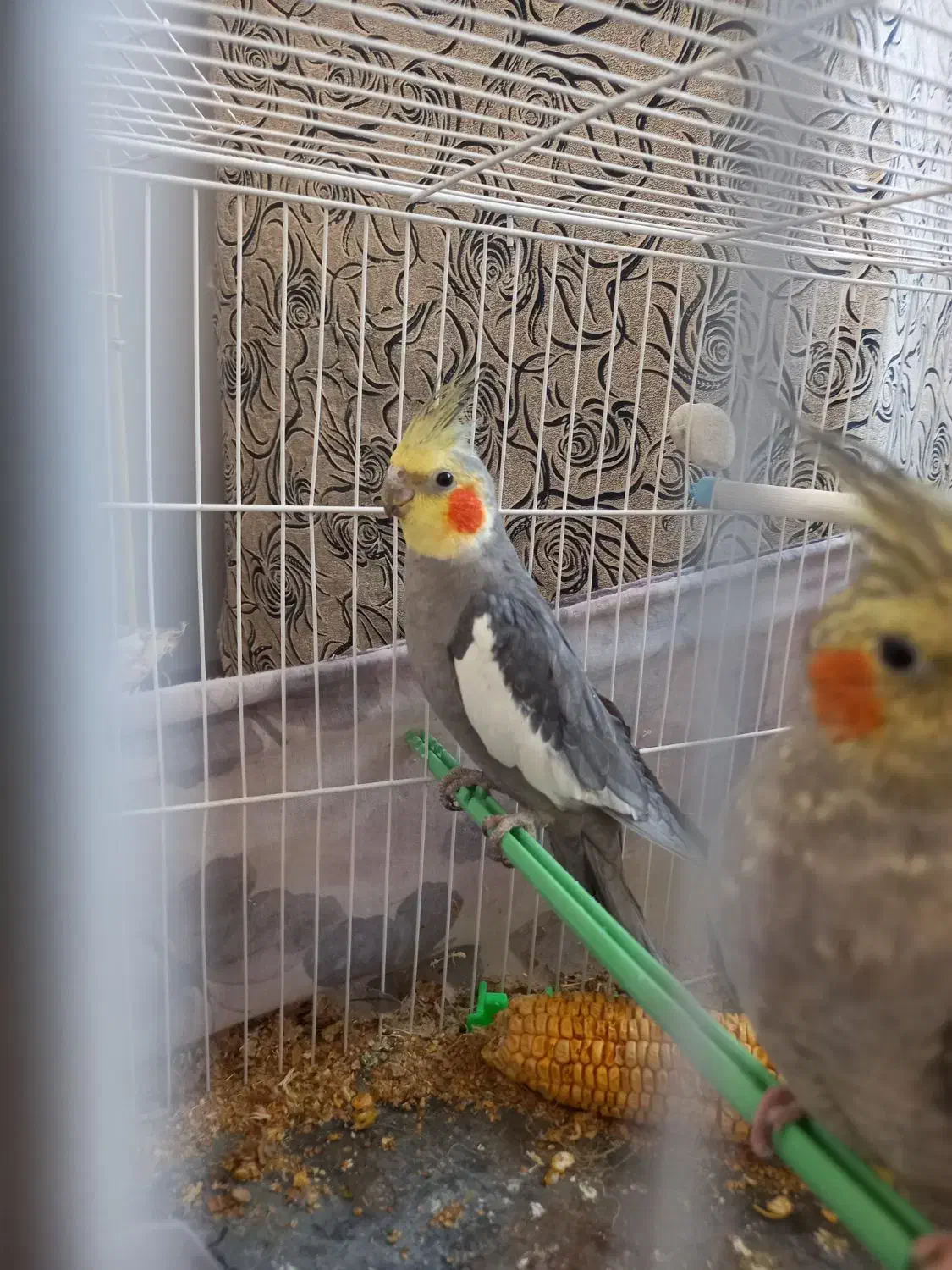 عروس هلندی|پرنده|طرقبه, |دیوار