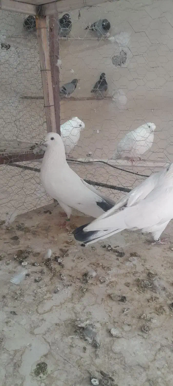 کبوتر سفید کاشونی|پرنده|سامان, |دیوار