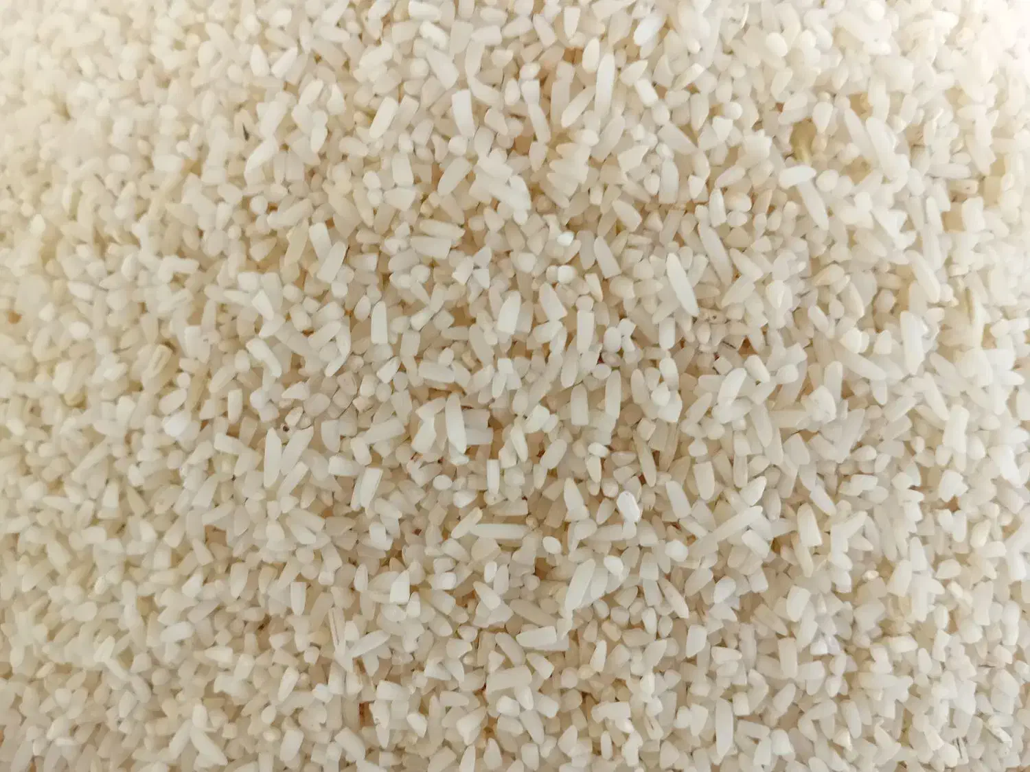 نیم دانه هاشمی سورتینگ|خوردنی و آشامیدنی|کوچصفهان, |دیوار