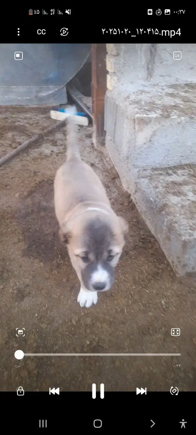 توله سگ ماده گمشده|حیوانات|بجنورد, |دیوار