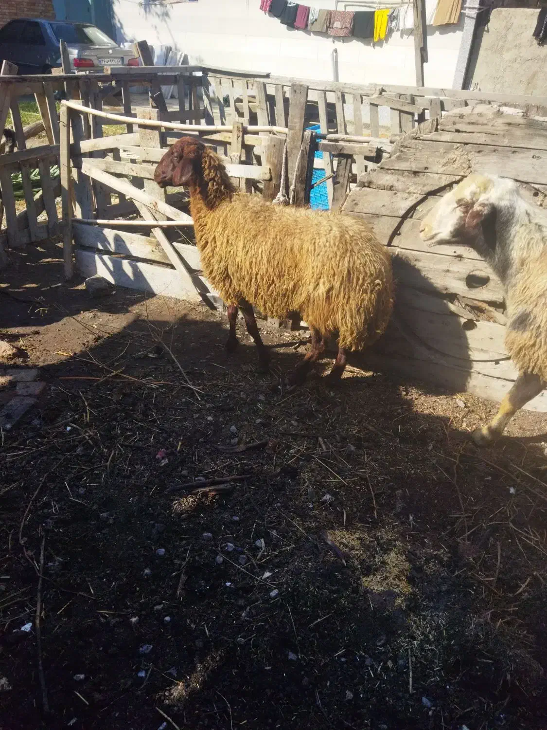 گوسفند قرمز آبستن|حیوانات مزرعه|گرگان, |دیوار