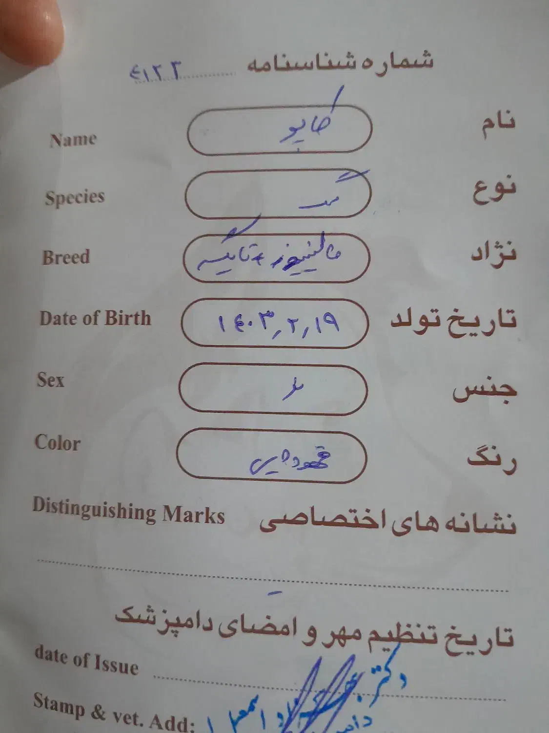 مالونیز قهوه ای|سگ|تخت, |دیوار