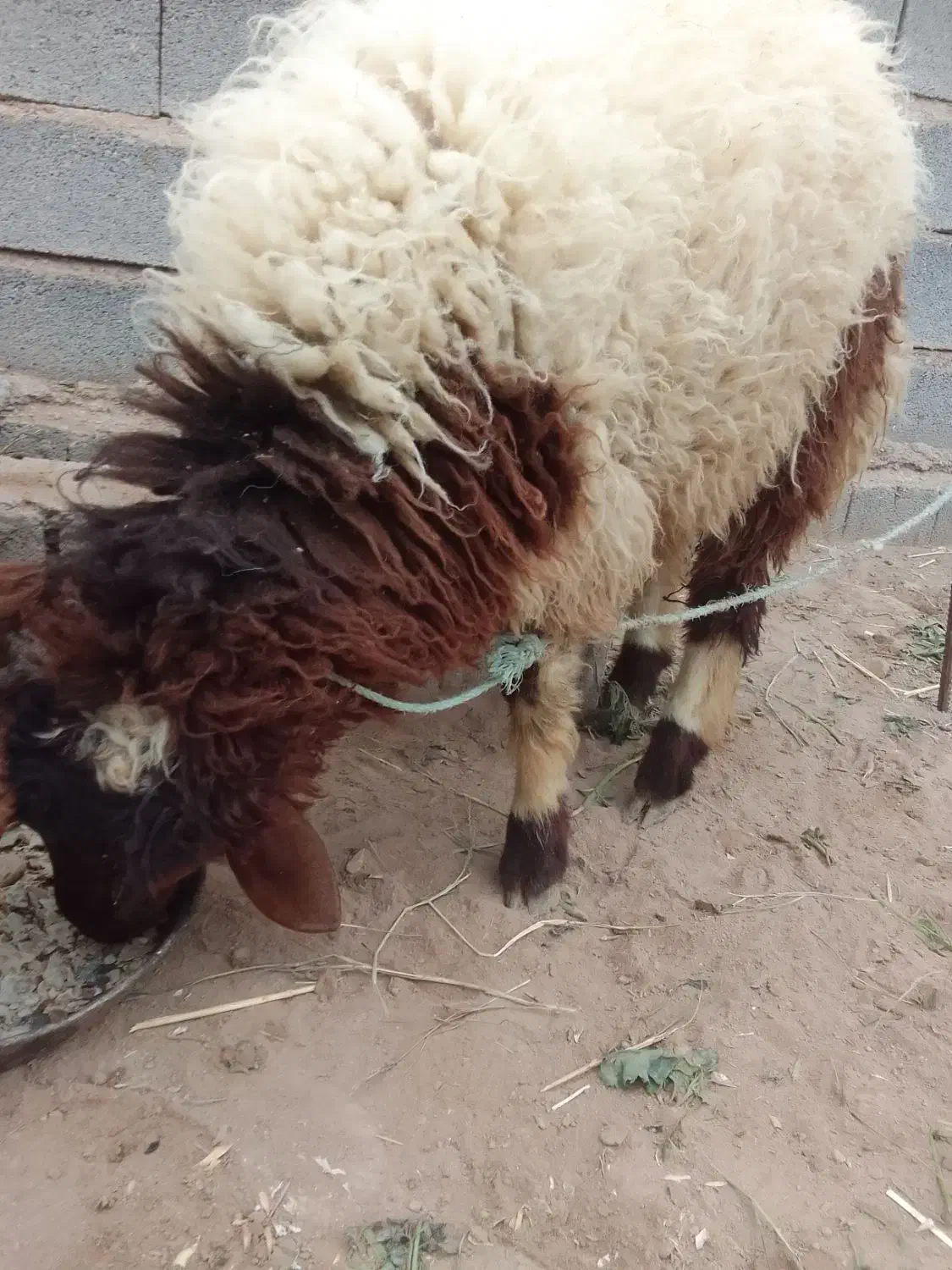 بره نرسالم بزرگ|حیوانات مزرعه|کرخه, |دیوار